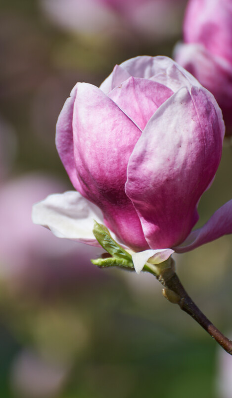 Magnolie Hochformat